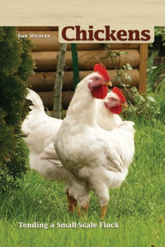 Chickens tending a - tending,